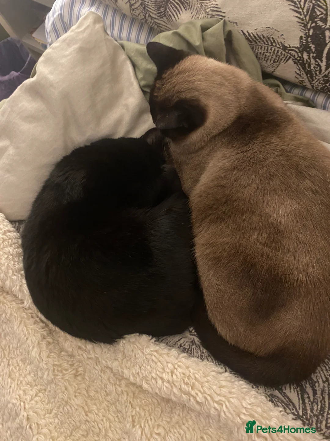 Mixed Breed cats for adoption: Pair of cats to be re-homed together  in Gloucester - Advert 2