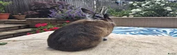Netherland Dwarf rabbits for sale: Neutered Male Netherland Dwarf 1 year old - Wilf - Advert 7