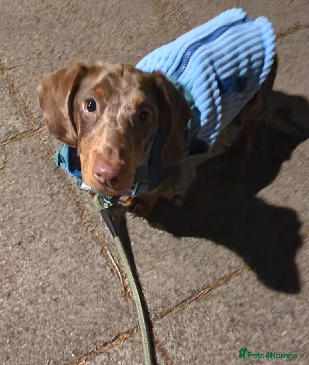 Dachshund dogs for sale: Handsome Dachshund!  - Advert 2