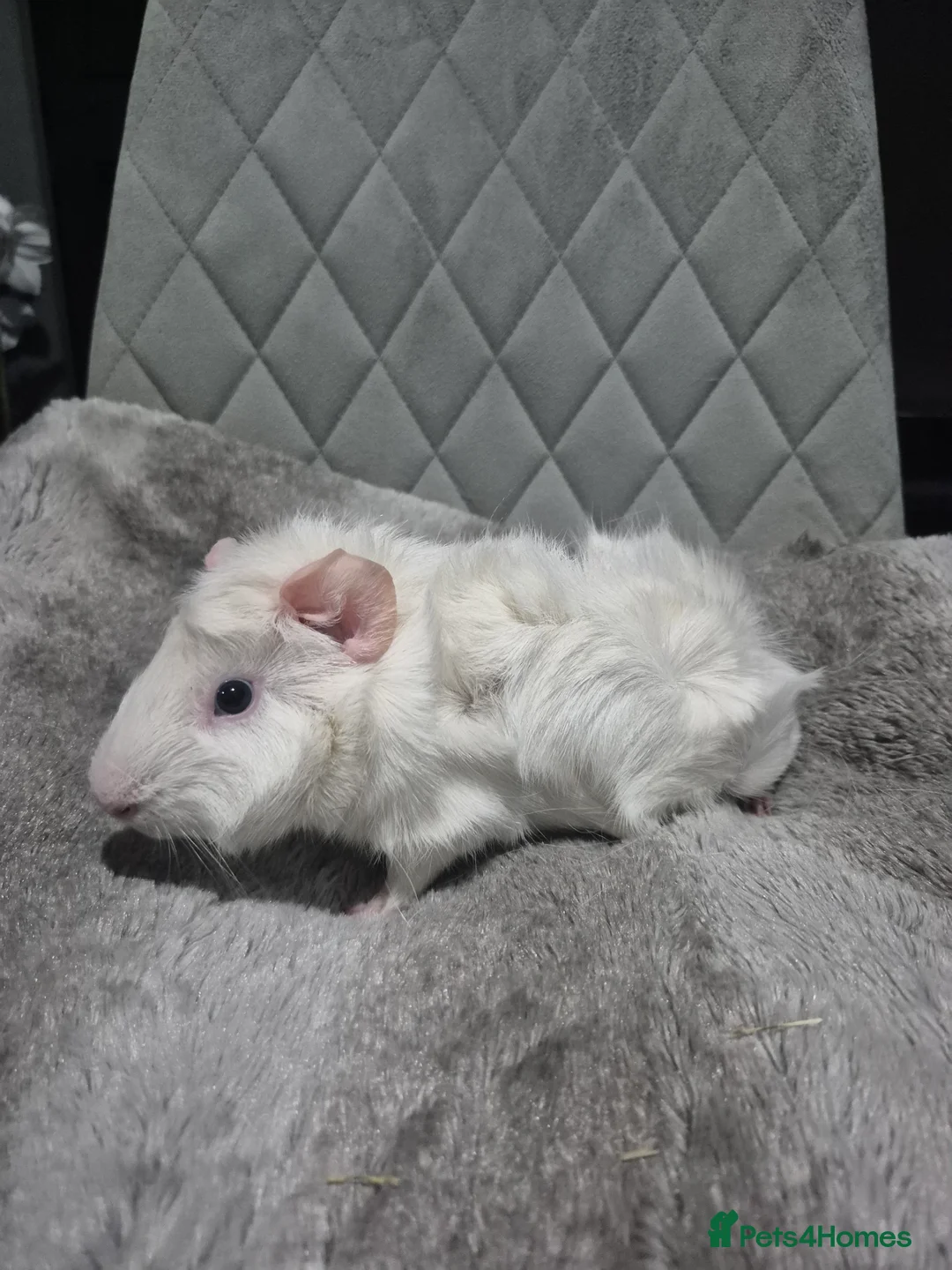 Guinea Pig rodents for sale: Baby Guinnea Pigs - Advert 3