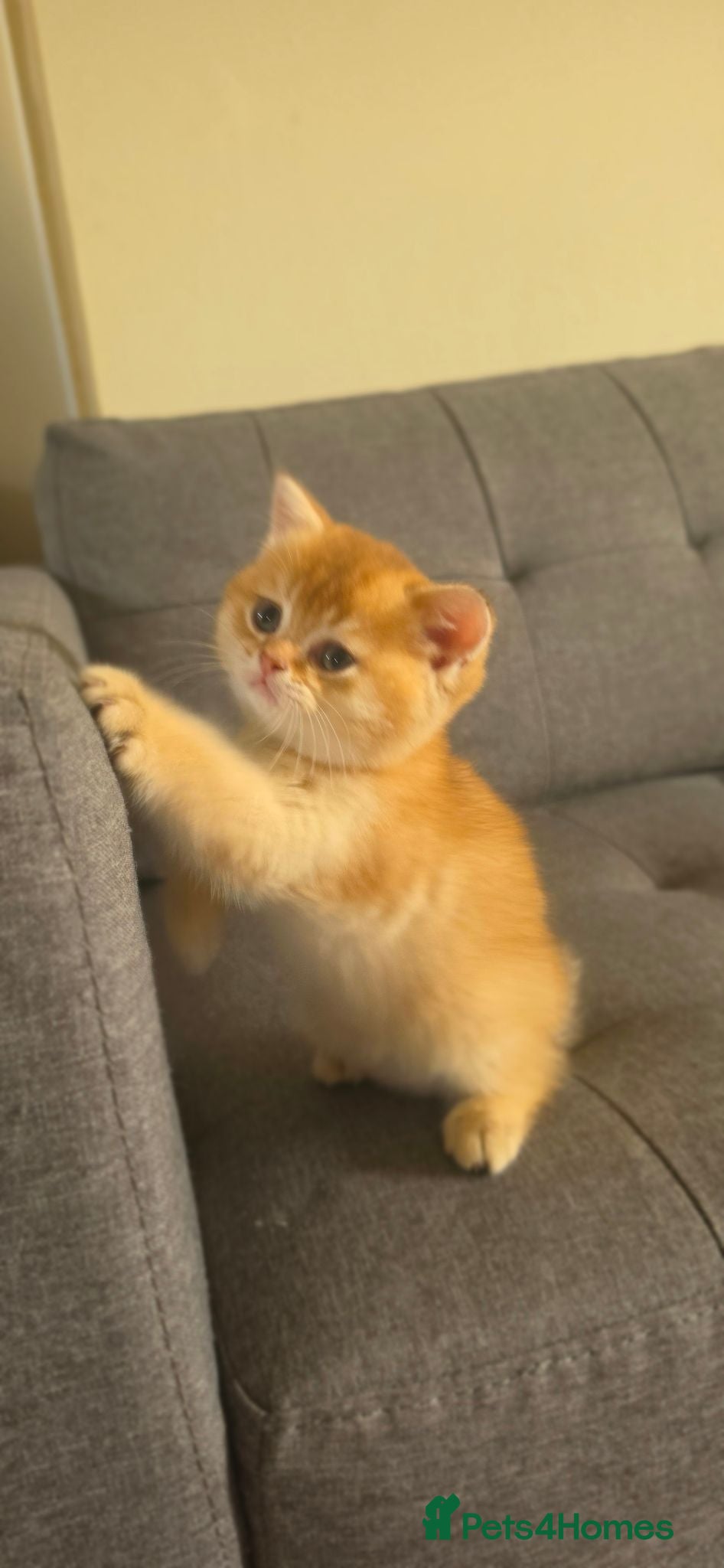 British Shorthair cats for sale: ✨🐾 ✨ GOLDEN SHIMMER BRITISH SHORTHAIR KITTENS ✨  - Advert 1