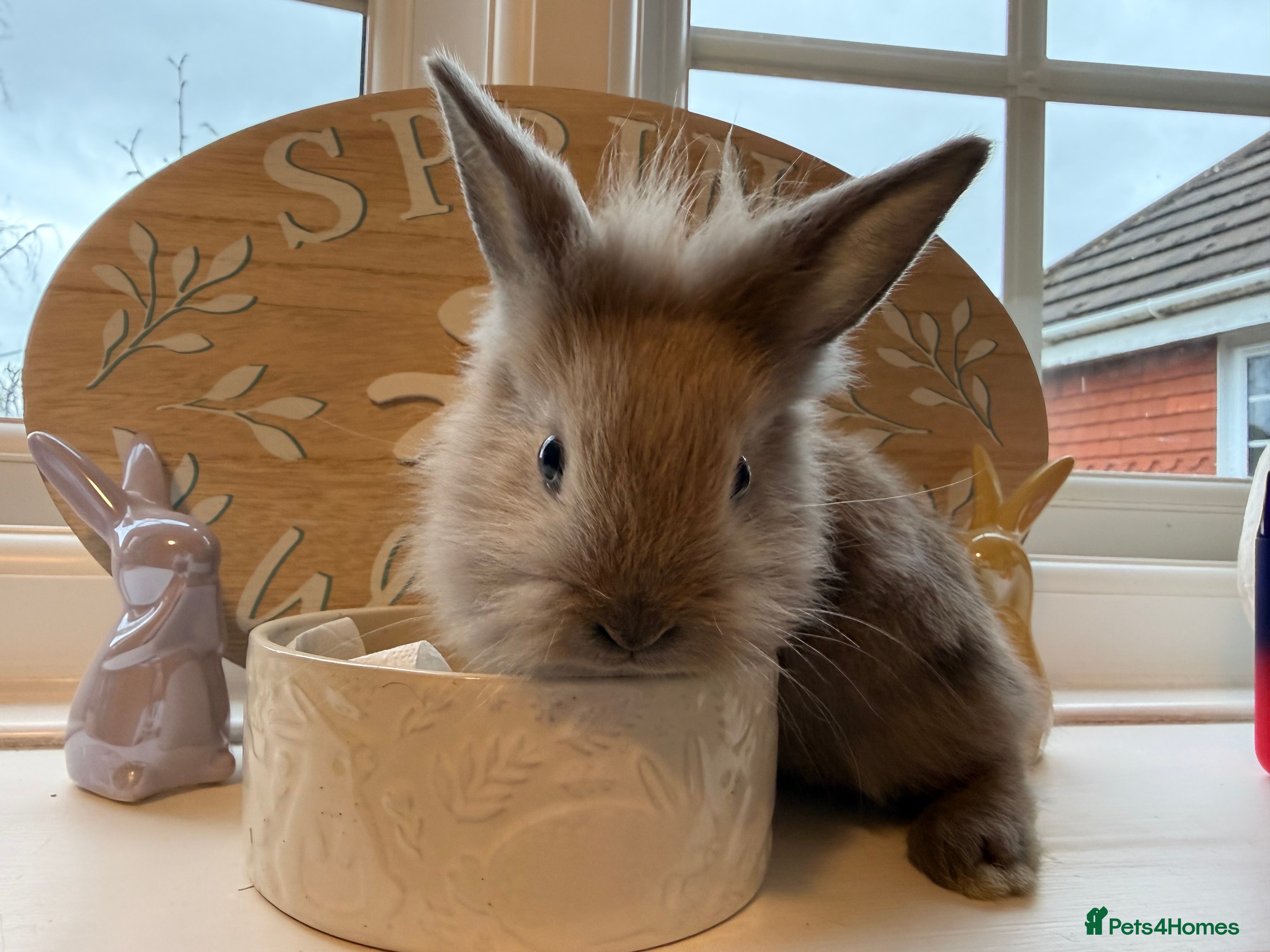 Mixed Breed rabbits Lion Head x Polish kits for sale (Mixed)  - Advert 1