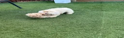 Maltipoo dogs for sale: 🐾 toy maltipoo puppy’s 🐾 - Advert 7