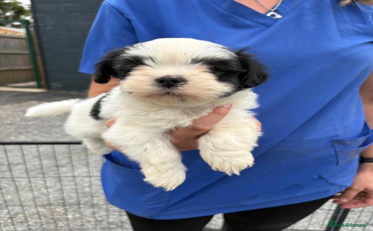 Lhasapoo dogs - Advert 1