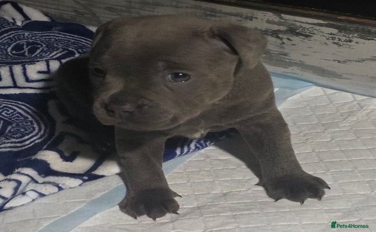 Staffordshire Bull Terrier dogs - Advert 2