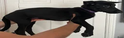 Mixed Breed dogs for sale:  **Only 8 left** Belgian Malinois x Dobermann pups - Advert 11