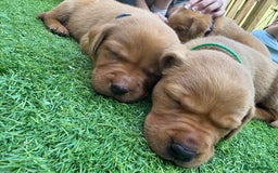 Labrador Retriever dogs for sale: Stunning Fox Red Labrador puppies  - Image 33