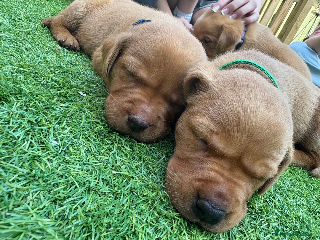 Labrador Retriever dogs for sale: Stunning Fox Red Labrador puppies  - Image 33