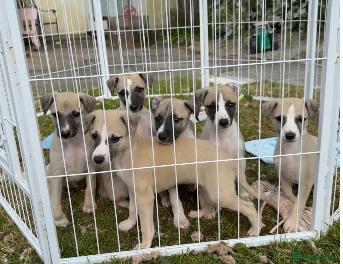 Whippet dogs Stunning Fawn Whippet Pups  - Advert 2