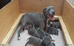 Staffordshire Bull Terrier dogs for sale: 🏆CHAMPION LINE🏆 Blue Staffordshire Bull Terriers - Image 1