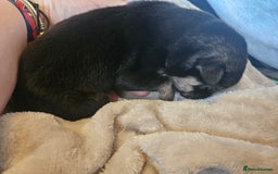 Huskita dogs for sale: Husky x akita puppys - Image 7