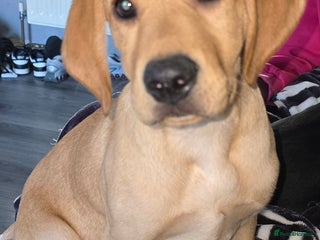 Mixed Breed dogs Vizslador Puppies - Advert 18