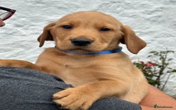 Labrador Retriever dogs for sale: Gorgeous Labrador Puppies - Image 8