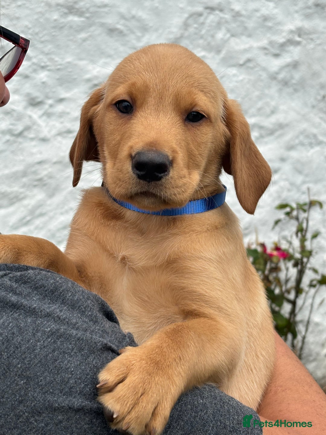 Labrador Retriever dogs for sale: Gorgeous Labrador Puppies - Image 8