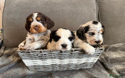 Cocker Spaniel dogs for sale: ✨Ready Now✨KC Reg Show Cocker Spaniel - Image 10