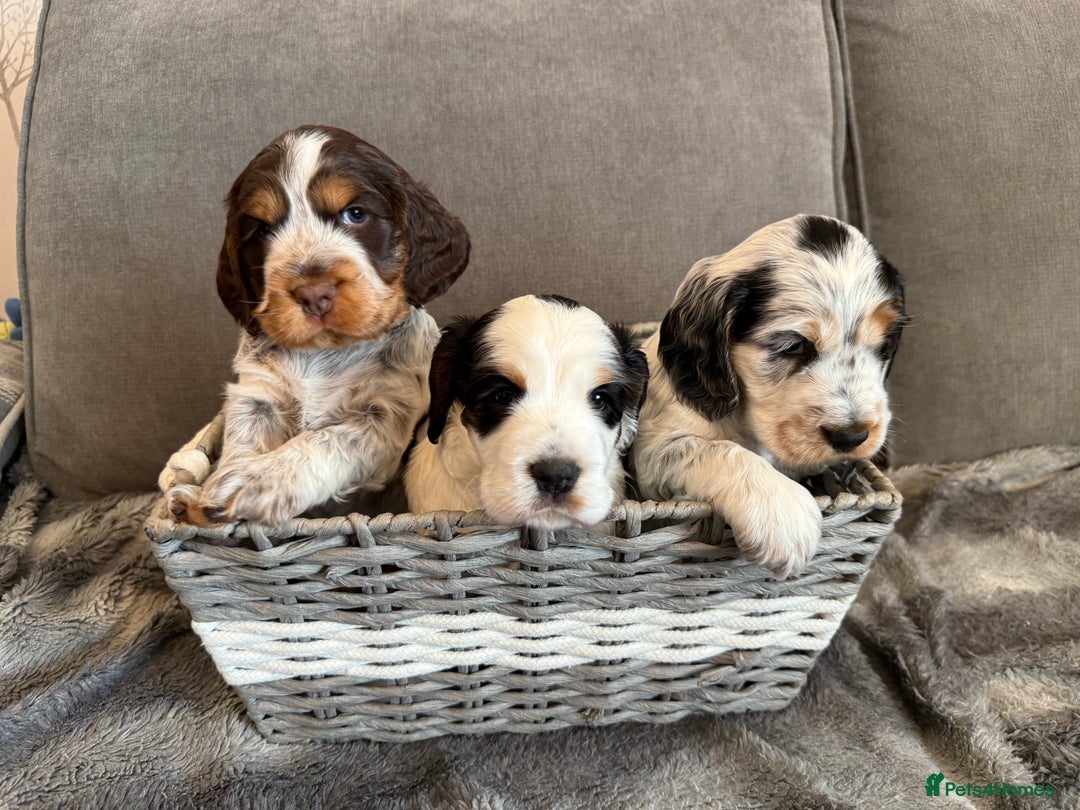 Cocker Spaniel dogs for sale: ✨Ready Now✨KC Reg Show Cocker Spaniel - Image 10