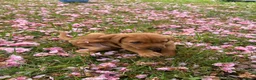 Mixed Breed dogs for sale: 8 beautiful red Vizslador puppies vizsla Labrador  in Ipswich - Advert 24