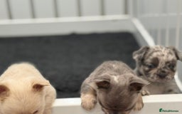 French Bulldog dogs for sale: French bulldog payment plans available  - Image 5