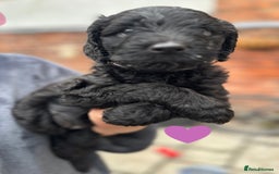 Labradoodle dogs for sale: Labradoodle puppies - Ready for forever homes now - Image 32