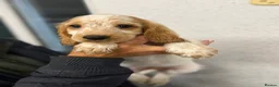 Cocker Spaniel dogs for sale: Kc reg cocker soaniels - Advert 5
