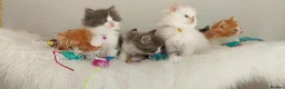 Ragdoll cats for sale: £Negotiable Beautiful cross Ragdoll/Persian😻😻😻 - Advert 27