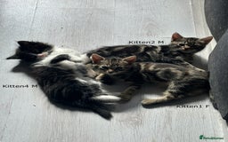 Mixed Breed cats for sale: Beautiful Kittens  - Image 1