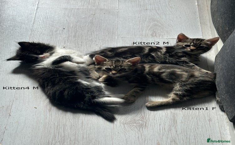 Mixed Breed cats - Advert 3