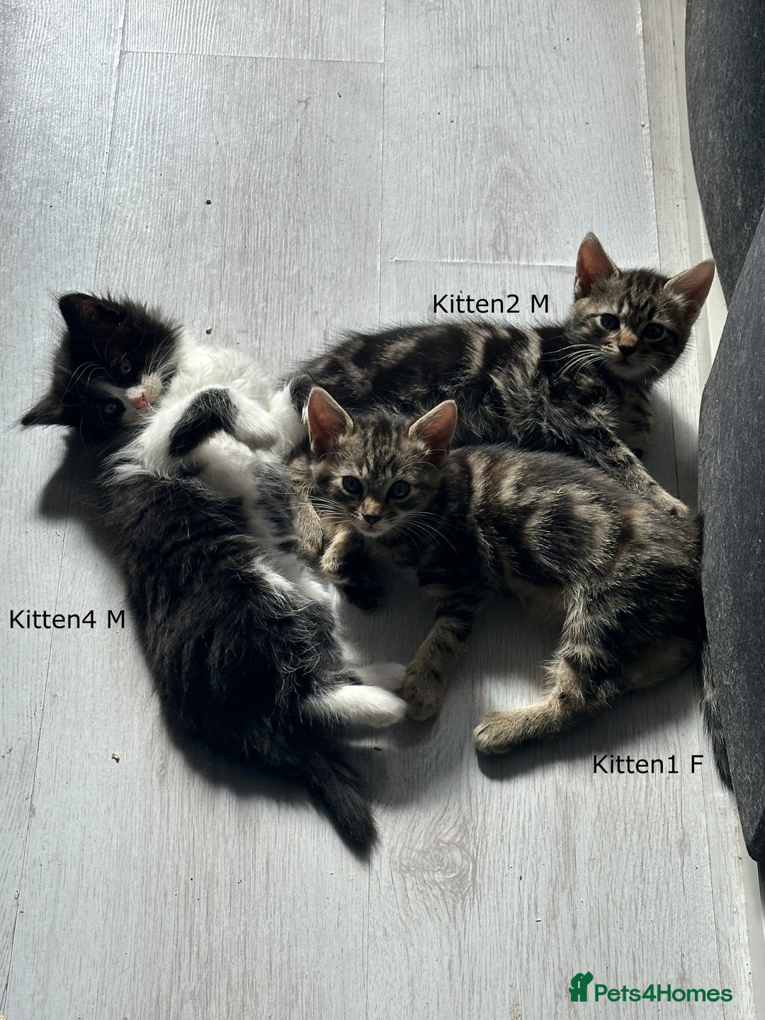 Mixed Breed cats for sale: Beautiful Kittens  - Image 1
