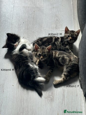 Mixed Breed cats - Advert 5