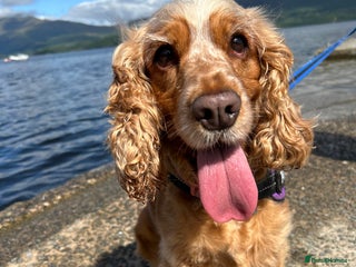 Cocker Spaniel dogs - Advert 1