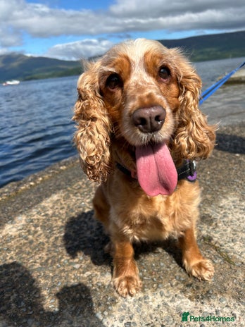 Cocker Spaniel dogs - Advert 1