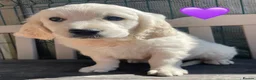 Golden Retriever dogs for sale: KC Registered Golden Retrievers - Advert 4