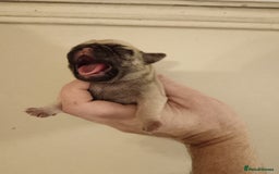Pug dogs for sale: PEDIGREE PUG PUPPIES  - Advert 2