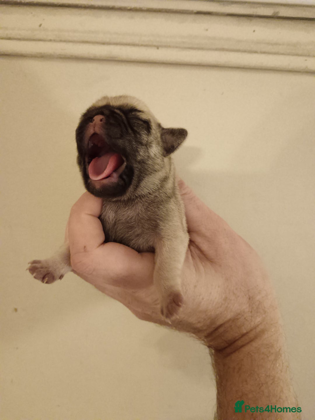 Pug dogs for sale: PEDIGREE PUG PUPPIES  - Advert 2