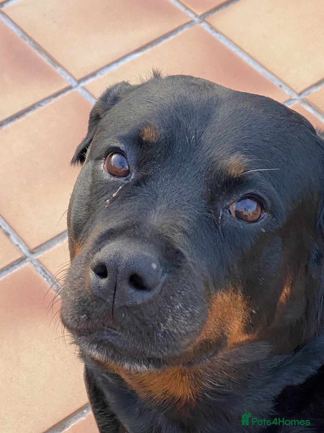 Rottweiler dogs for sale: 3 and a half year old Rottweiler - Image 8