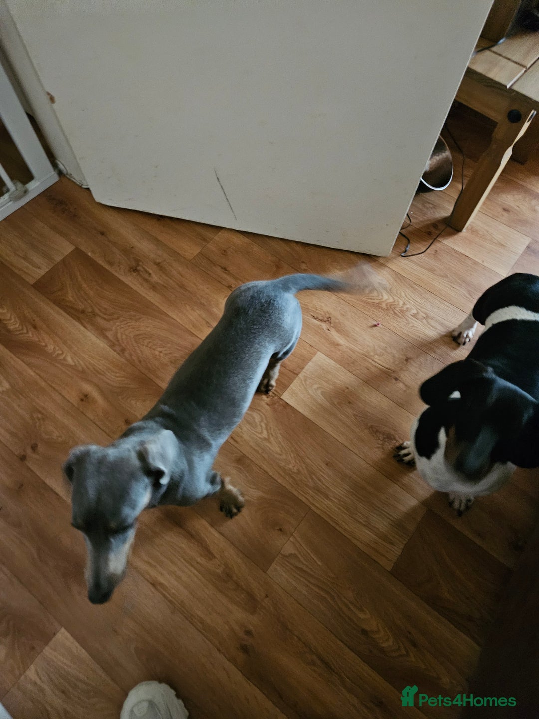 Dachshund dogs for sale: Isabella Standard dachshund  - Advert 3