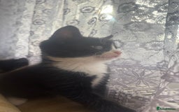 European cats for sale: Boy Cat - Image 4