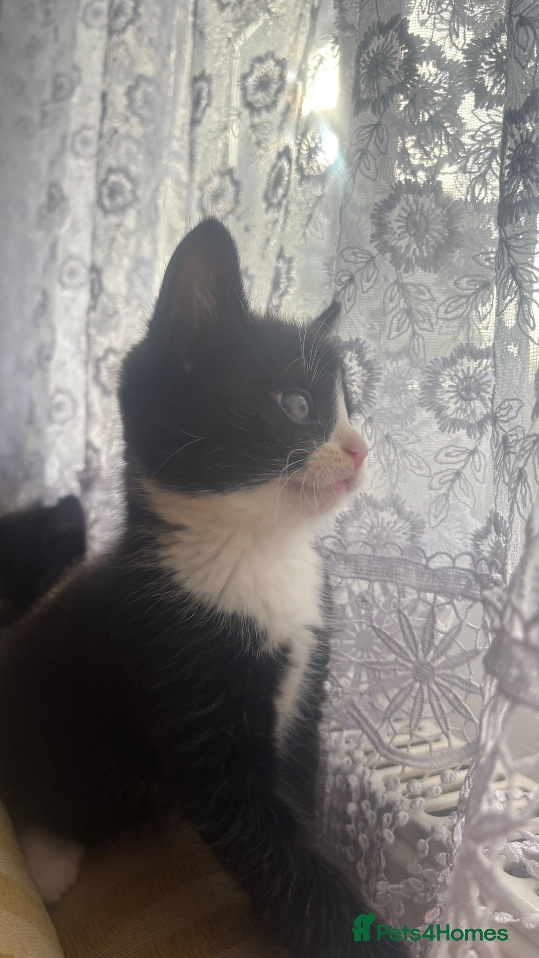 European cats for sale: Boy Cat - Image 4