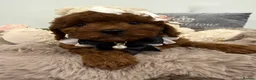 Cavapoo dogs for sale: Ready now  F1B toy cavapoos. Full dna & health   - Advert 4