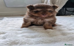 Pomeranian dogs for sale: 5 short snout teddy pom babies  - Image 12