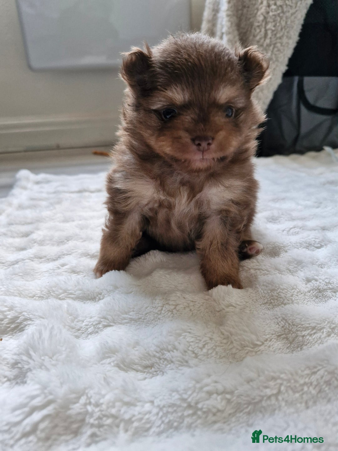 Pomeranian dogs for sale: 5 short snout teddy pom babies  - Image 12