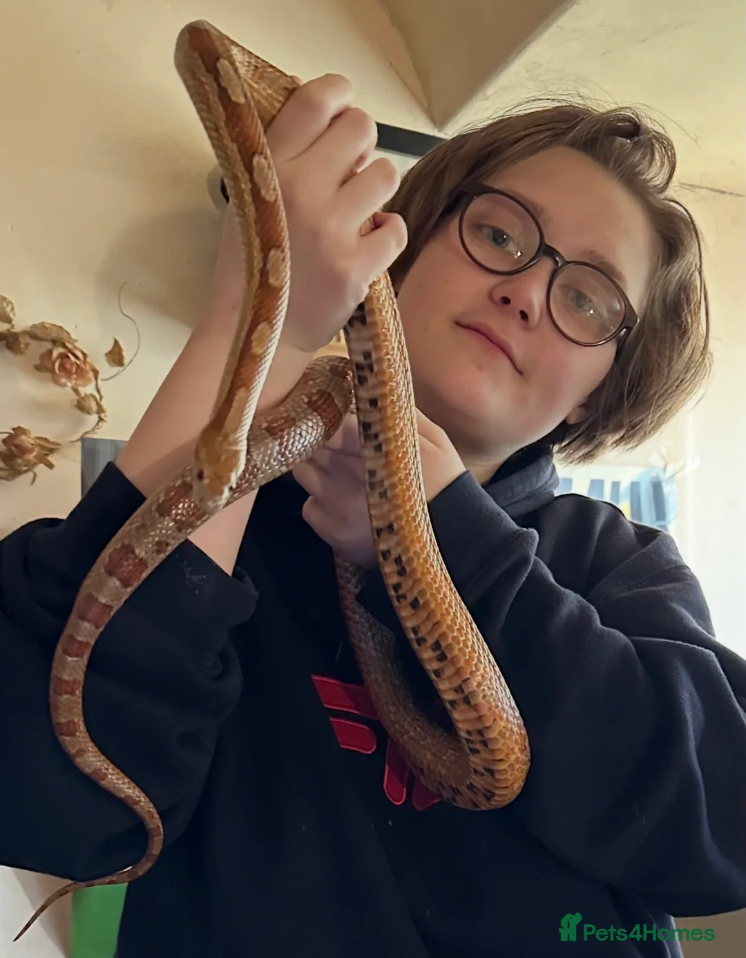 Snake reptiles for sale: Corn snake and vivarium for sale  in Liverpool - Advert 1