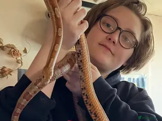 Snake reptiles Corn snake and vivarium for sale in Liverpool - Advert 2