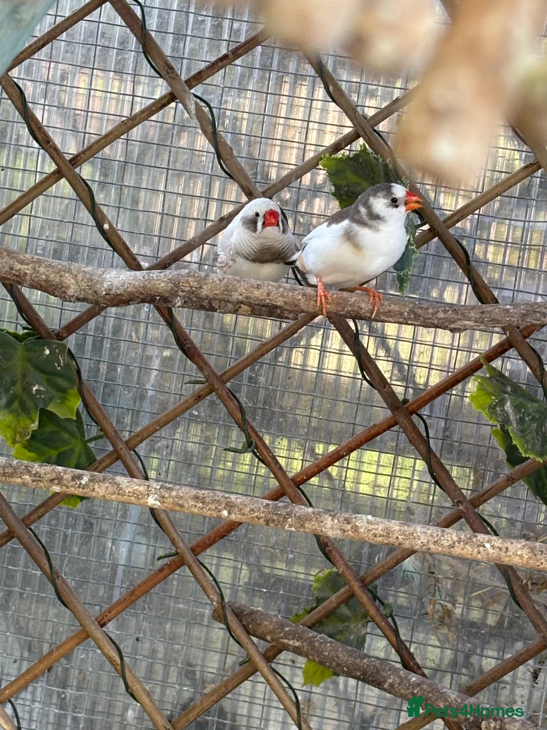 Cockatiels birds for sale: Baby cockatiels/breeding pair and finches - Advert 2