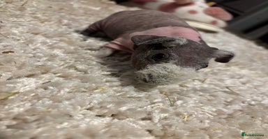 Guinea Pig rodents * RARE FULL BREED SKINNY PIG BABIES! - Advert 4