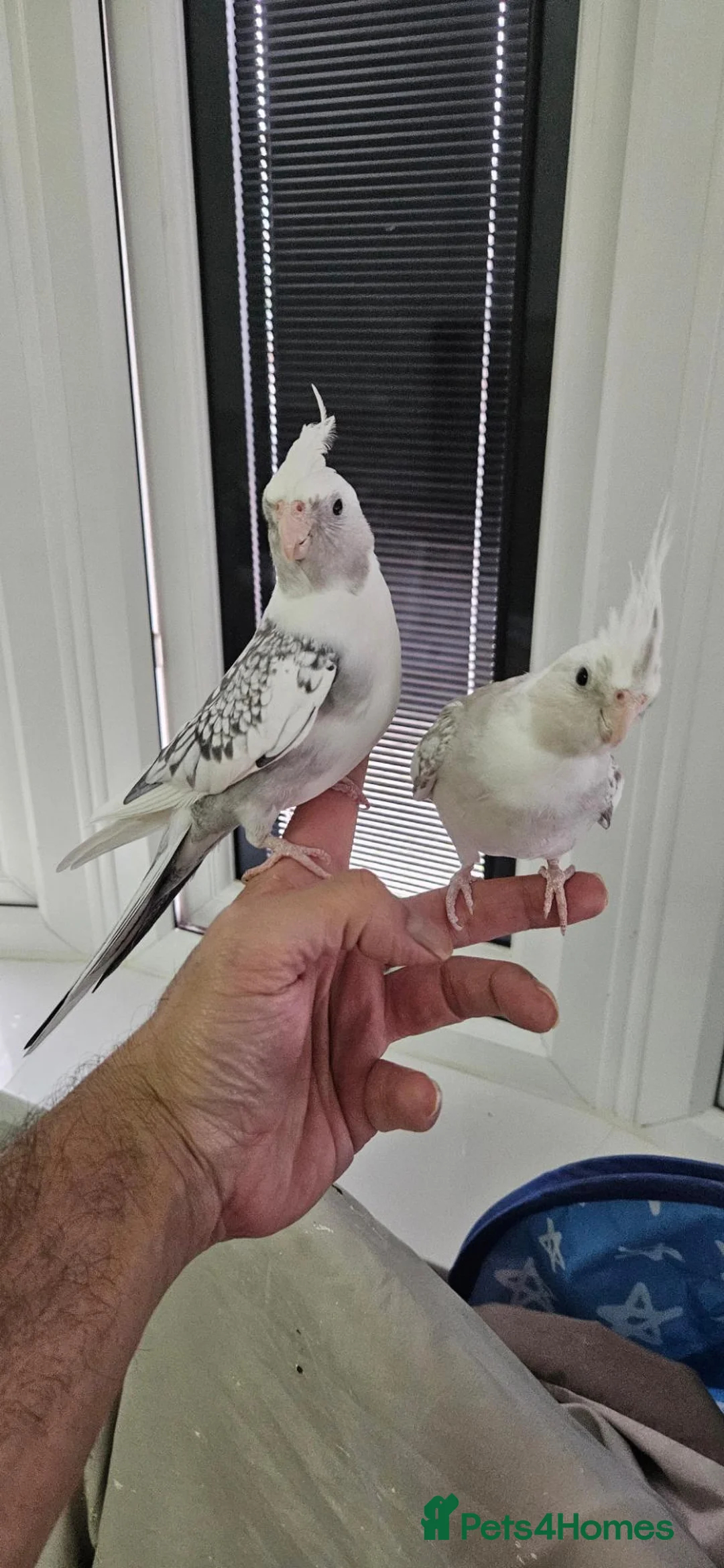 Cockatiels birds for sale: Breeding pair of Cockatiel parrots in Barking - Advert 2