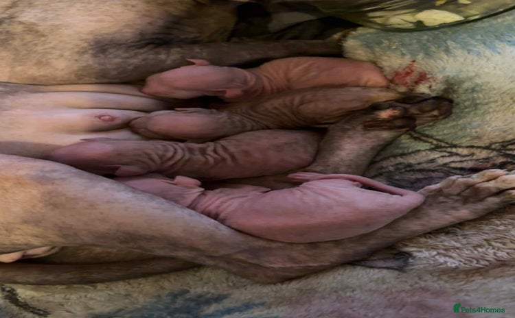 Sphynx cats - Advert 1