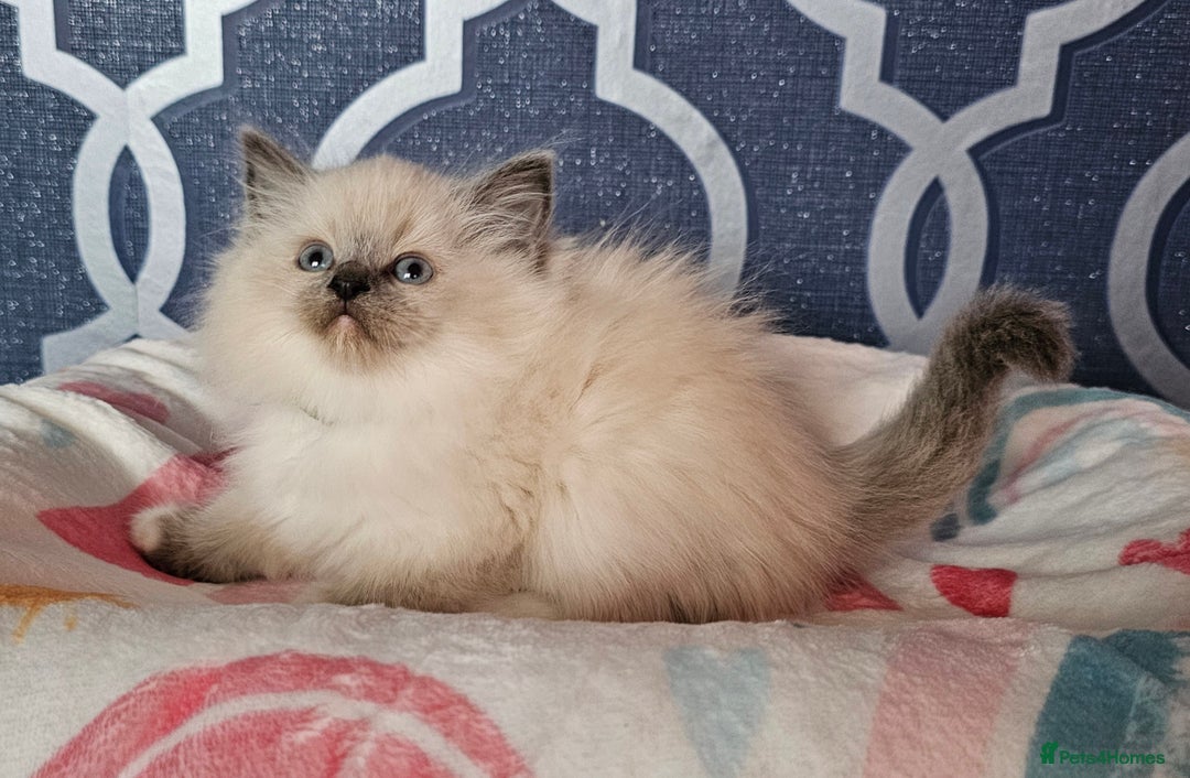 Ragdoll cats for sale: 🏆 CHAMPION FATHER 🏆GCCF REGISTERED KITTENS  - Image 1