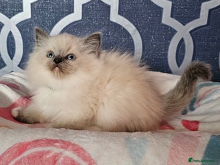 Ragdoll cats - Advert 1