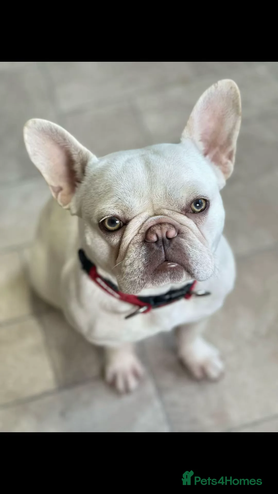 French Bulldog dogs for sale: 2 year old platinum French bulldog so sale in Deeside - Advert 2